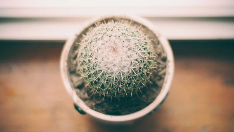 蜜桃视频欧美一区二区国产：探索多元文化视角下的内容创作与用户需求洞察